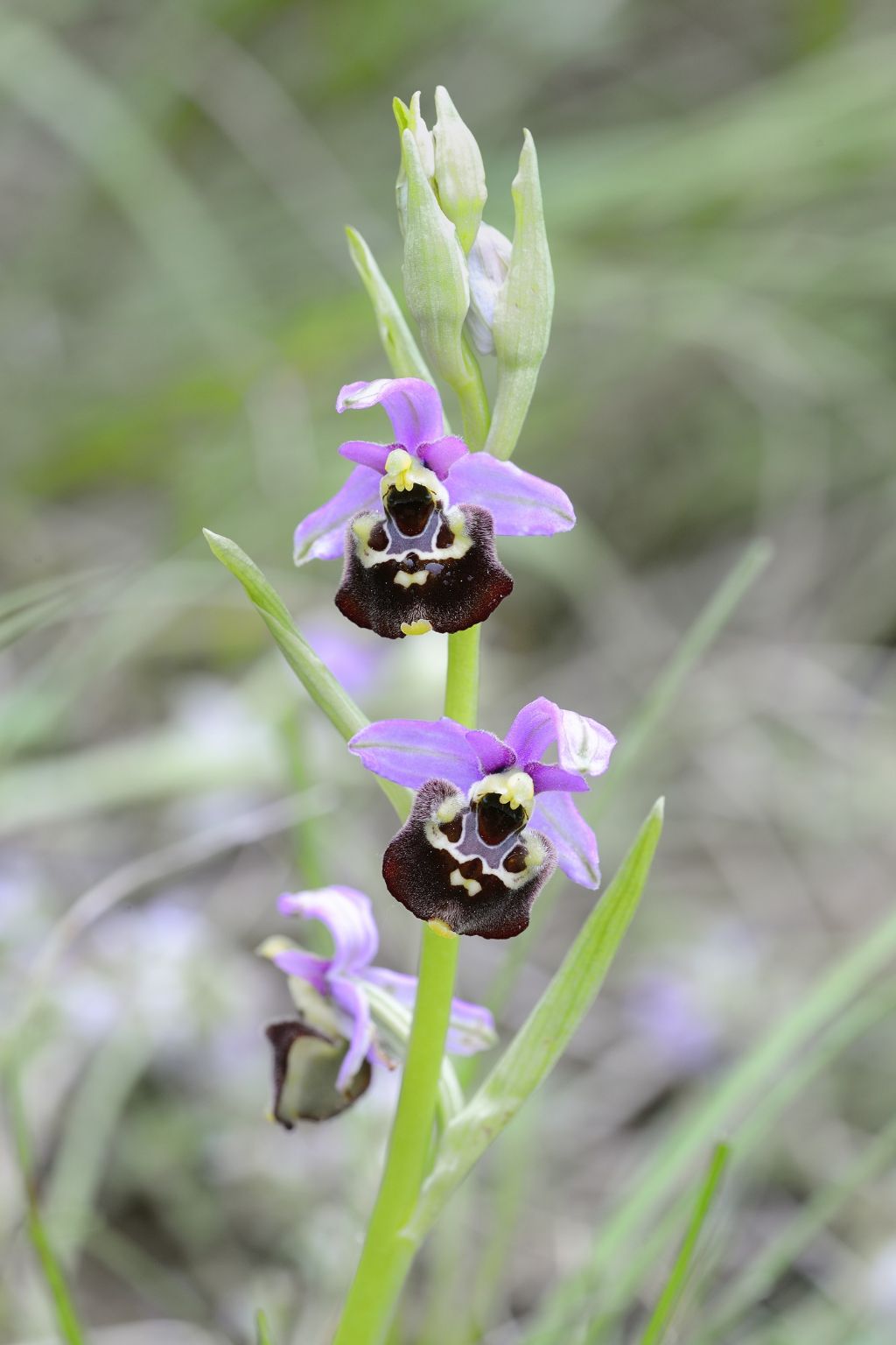 Ophrys holosericea / Ofride dei Fuchi